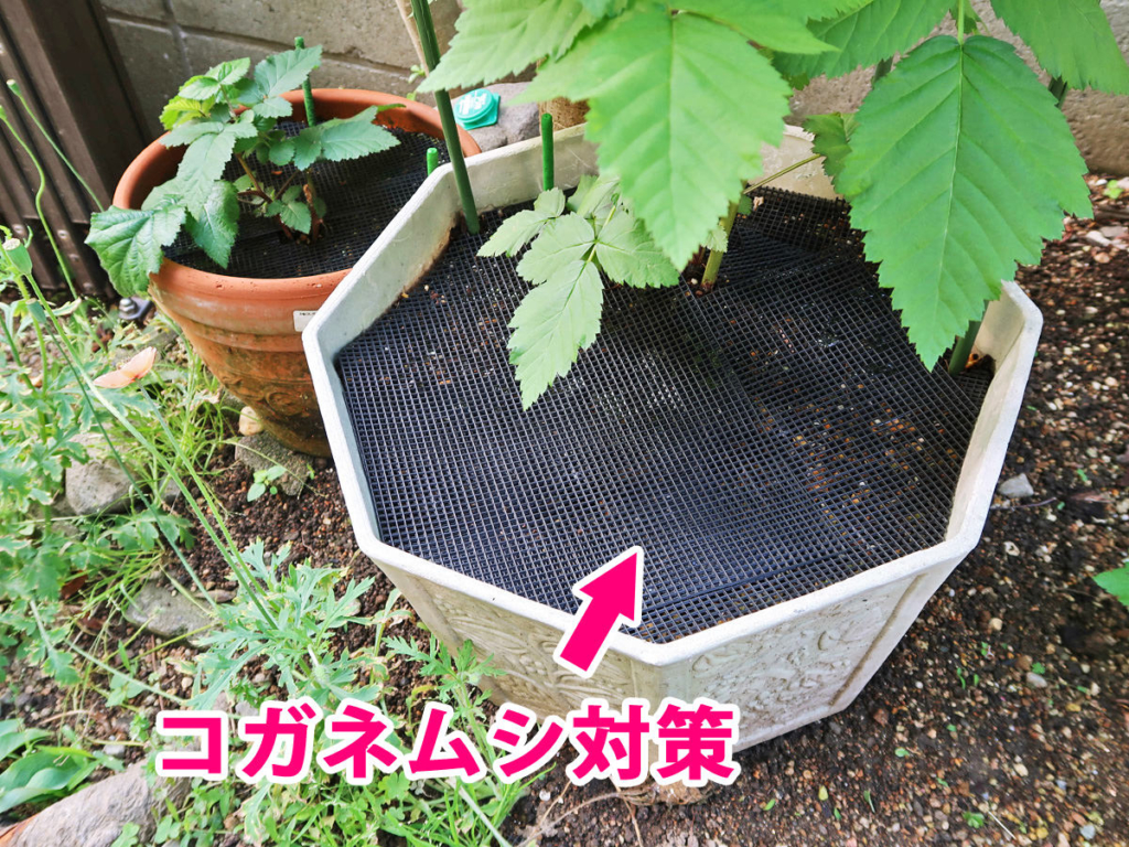 コガネムシ対策に鉢底ネットを設置したブルーベリーの植木鉢の写真