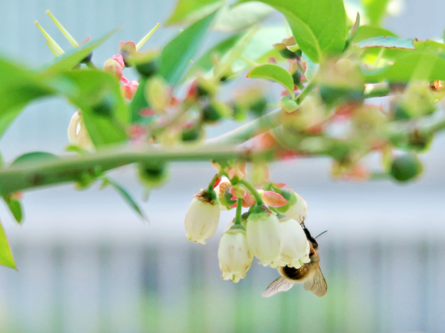 ブルーベリーの花にミツバチが来ている様子