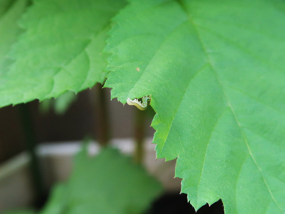 ボイセンベリーの葉を食べるイモムシの写真