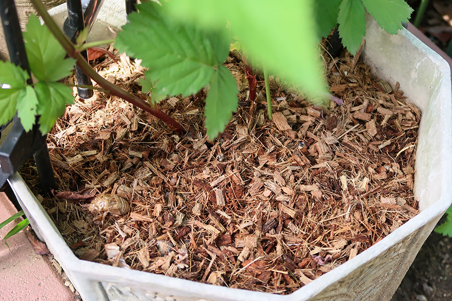 ボイセンベリーの植木鉢の写真