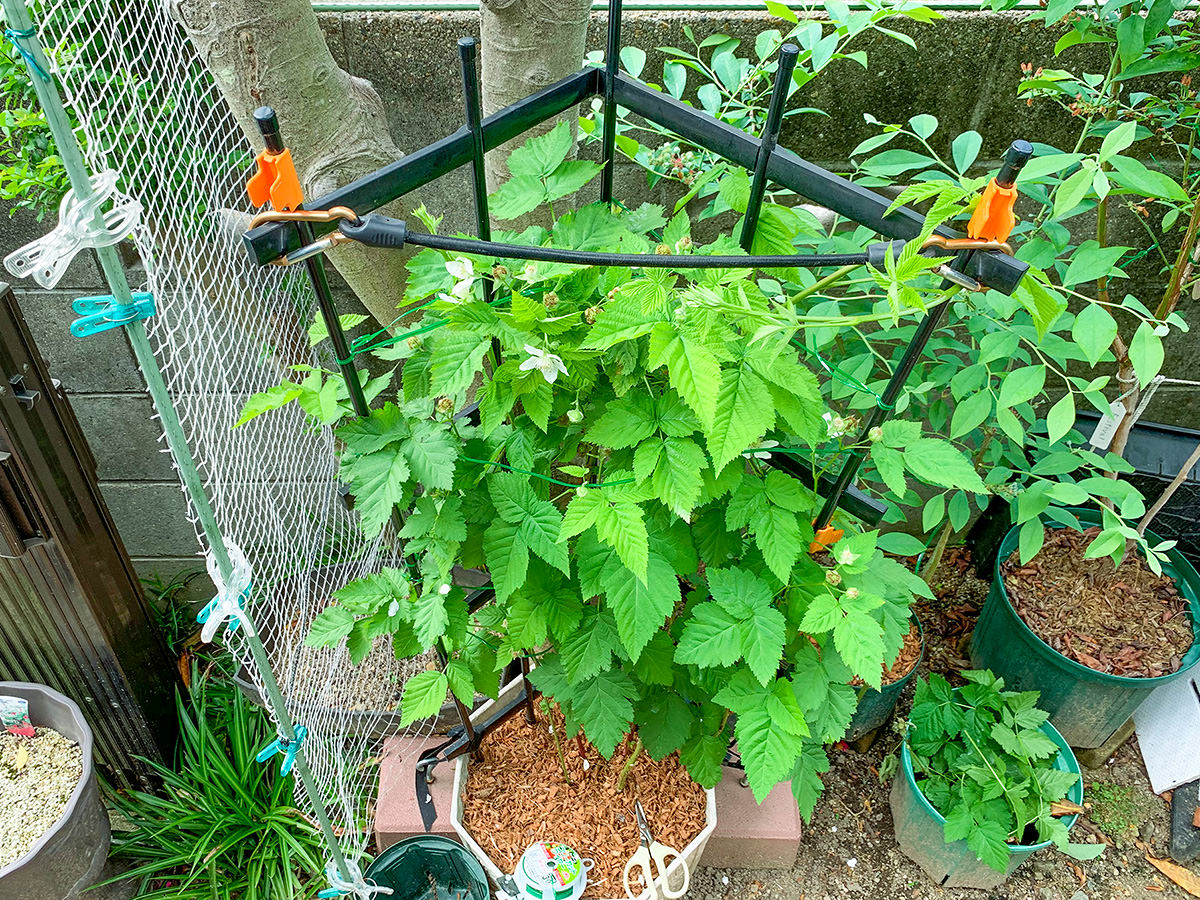 トレリスを使って栽培されているボイセンベリーの植木鉢の写真