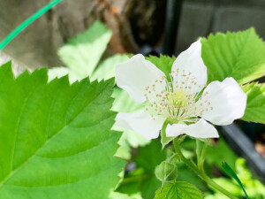 ボイセンベリーの白い花の写真
